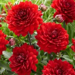 Dahlia 'Karma Amora' -Plant Specialty Store PB0491 3