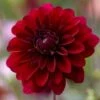 Dahlia 'Karma Naomi' -Plant Specialty Store PB0492 1