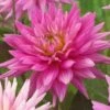 Dahlia 'Karma Pink Corona' -Plant Specialty Store PB0493 1