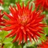 Dahlia 'Karma Red Corona' -Plant Specialty Store PB0494 1