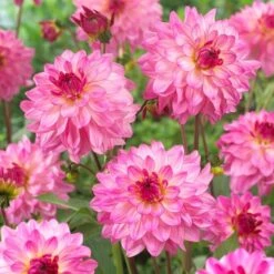 Dahlia 'Sincerity Rose Bicolour' -Plant Specialty Store PB0498 3