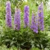 Delphinium 'Delgenius Breezin' -Plant Specialty Store PB0506 1