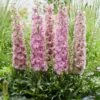 Delphinium 'Delgenius Juliette' -Plant Specialty Store PB0508 1
