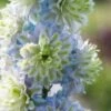 Delphinium 'Highlander Crystal Delight' -Plant Specialty Store PB0512 1