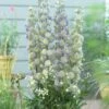 Delphinium 'Highlander Moonlight'