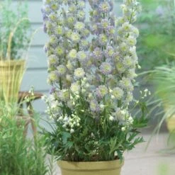 Delphinium 'Highlander Moonlight' -Plant Specialty Store PB0513 2