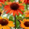 Echinacea 'SunSeekers Orange' 2 Echinacea 'SunSeekers Orange' -Plant Specialty Store PB0538 1 a0fb1dec 6e8c 4ba1 9da3 b683e98d4552