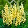 Lupin Legendary Yellow Shades -Plant Specialty Store PB0606 1 5b73d137 b3dc 4d92 a36c a6d9a03ce672