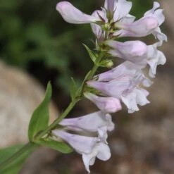 Penstemon 'Pensham Wedding Day' -Plant Specialty Store PB0615 2