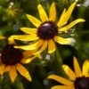 Rudbeckia 'Little Gold Star' -Plant Specialty Store PB0630 3 98b412d0 60b3 4875 82ec e585493efb55
