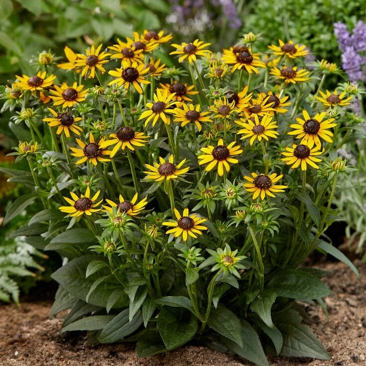 Rudbeckia 'Little Gold Star' 5 Rudbeckia 'Little Gold Star' - Image 3