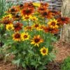 Rudbeckia 'Summerina Orange' -Plant Specialty Store PB0631 1 edf7422d f3aa 4592 b994 46567dd47af2