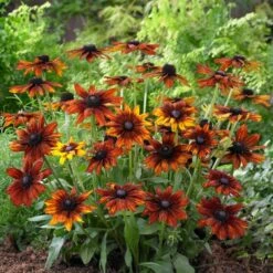 Rudbeckia 'Summerina Orange' -Plant Specialty Store PB0631 3 5aef5f50 11a7 4c80 bcd1 3c4ed029bd20