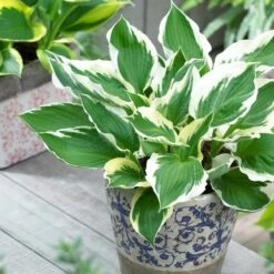 Hosta 'Patriot'