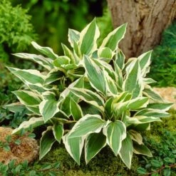 Hosta 'Patriot' -Plant Specialty Store PB0673 3