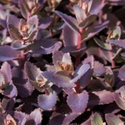 Sedum 'Chocolate Cherry' -Plant Specialty Store PB0735 1