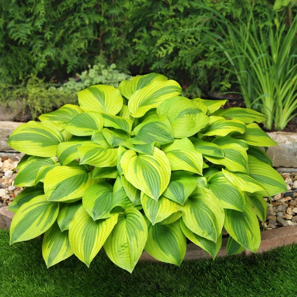 Hosta 'Velvet Moon' 3 Hosta 'Velvet Moon'