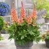 Lupin West Country Salmon Star -Plant Specialty Store PB0810 1