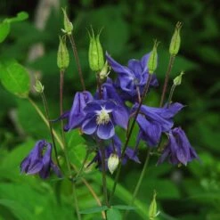 Aquilegia Barlow Blue 9 Aquilegia Barlow Blue -Plant Specialty Store PB0831 1