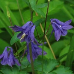 Aquilegia Barlow Blue 10 Aquilegia Barlow Blue -Plant Specialty Store PB0831 2