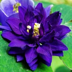 Aquilegia Barlow Blue 11 Aquilegia Barlow Blue -Plant Specialty Store PB0831 3