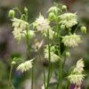 Aquilegia Barlow White -Plant Specialty Store PB0834 1