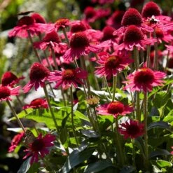 Echinacea 'Delicious Candy' -Plant Specialty Store PB1157 3 6e43414f fa26 4234 9d21 1123bb1bd685