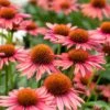 Echinacea 'Mooodz Satisfy' -Plant Specialty Store PB1160 1 df060e27 1afd 442d b774 41c7d2d5223f