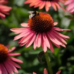 Echinacea 'Mooodz Satisfy' -Plant Specialty Store PB1160 3 0960d028 41ac 4daf 9e20 30ed2f1a791f
