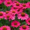 Echinacea 'Sensation Pink' -Plant Specialty Store PB1163 1 36b0d657 56fd 4196 8342 4a2527584a05