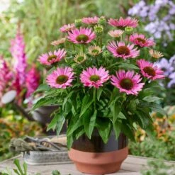 Ultimate Echinacea Collection -Plant Specialty Store PB1167 2 2072d772 a82e 423b bf30 bb25d9e861f8
