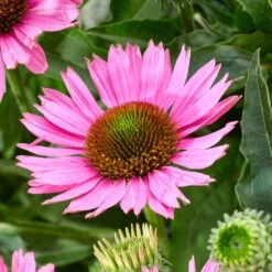 Ultimate Echinacea Collection -Plant Specialty Store PB1167 3 9dff04f5 c5ed 4b7b ae59 a0449ebae333