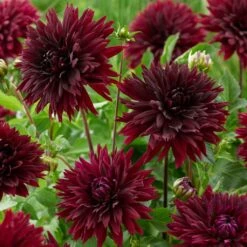 Dahlia 'Black Touch' -Plant Specialty Store PB1921 2