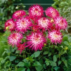 Dahlia 'Dutch Explosion' -Plant Specialty Store PB1929 2