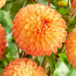 Dahlia 'Souvenir D'Ete' -Plant Specialty Store PB1972 2