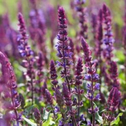 Spectacular Salvia Collection -Plant Specialty Store PBCOL10 3