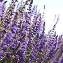 Spectacular Salvia Collection -Plant Specialty Store PBCOL10 4