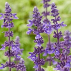 Spectacular Salvia Collection -Plant Specialty Store PBCOL10 5