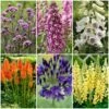 Best Tall Flowers | Perennials For Colour And Height -Plant Specialty Store PBCOL49 1