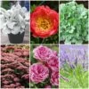 Sensory Garden Plants | Tactile, Bright & Fragrant -Plant Specialty Store PBCOL55 1