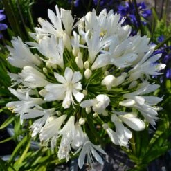 Stately Agapanthus Collection -Plant Specialty Store PBO442 1 22713639 7afc 4ce6 b147 454abe74de37