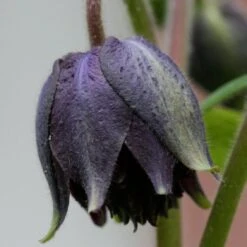Aquilegia 'Black Barlow' -Plant Specialty Store PBO455 4