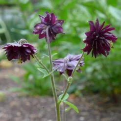 Aquilegia 'Black Barlow' -Plant Specialty Store PBO455 5