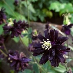 Aquilegia 'Black Barlow' -Plant Specialty Store PBO455 6