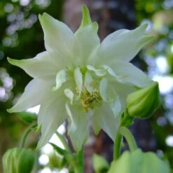 Aquilegia 'Green Apples'