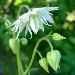 Aquilegia 'Green Apples' -Plant Specialty Store PBO457 4