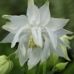 Aquilegia 'Green Apples' -Plant Specialty Store PBO457 6
