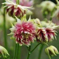 Aquilegia 'Nora Barlow' -Plant Specialty Store PBO459 3