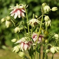 Aquilegia 'Nora Barlow' -Plant Specialty Store PBO459 4