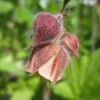 Geum Rivale | Water Avens -Plant Specialty Store PON056 1